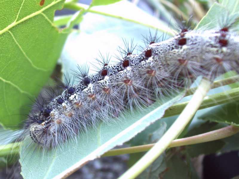 processionaria ? - No, Lymantria dispar